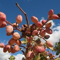 Pistacho (23)